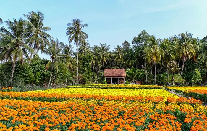 Cánh đồng hoa vạn thọ nở rộ với hai sắc cam và vàng trải dài tại làng hoa Bà Bộ Cần Thơ, phía sau là một ngôi nhà nhỏ mái ngói ẩn mình dưới rặng dừa xanh mướt.