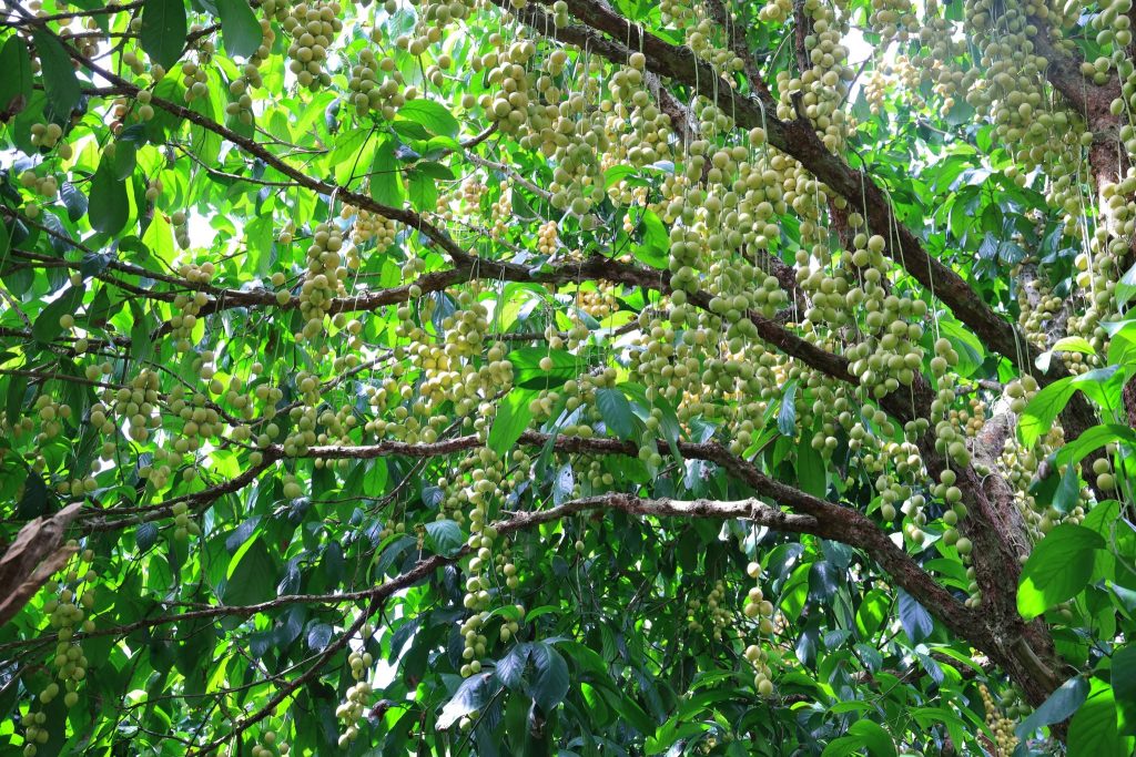vườn dâu hạ châu phong điền vườn trái cây ở cần thơ sai trĩu quả